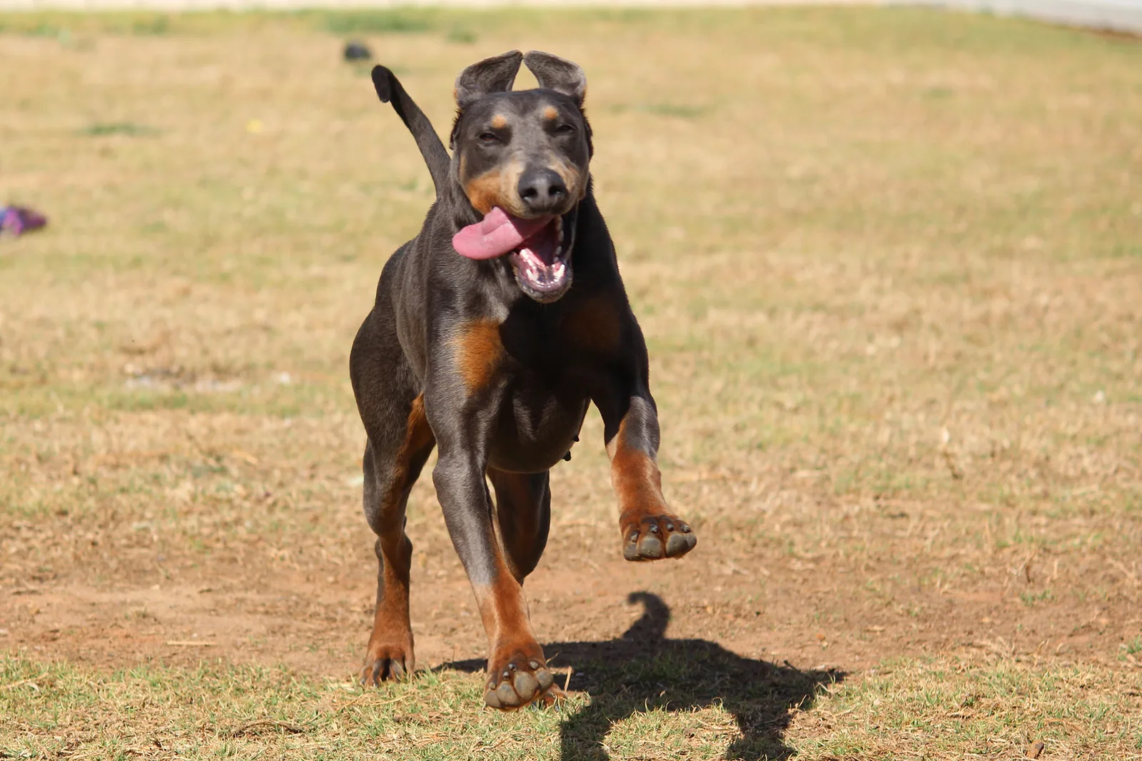 Sonza Dobermann at full stretch across the paddock