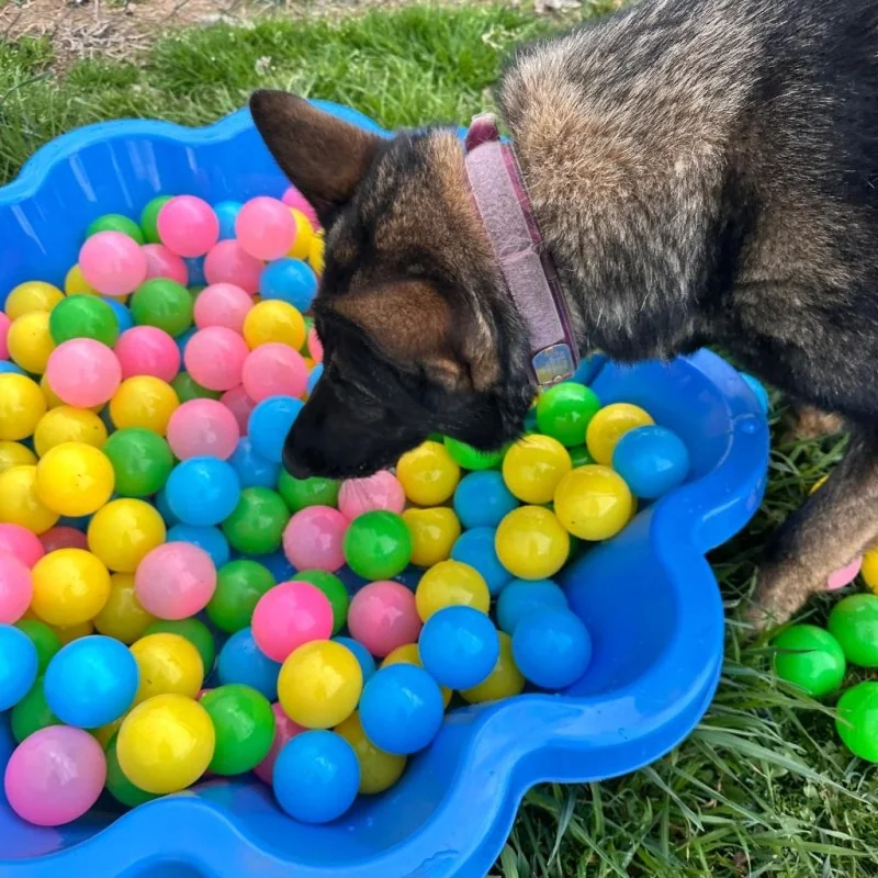 Dog playing in a ball pit