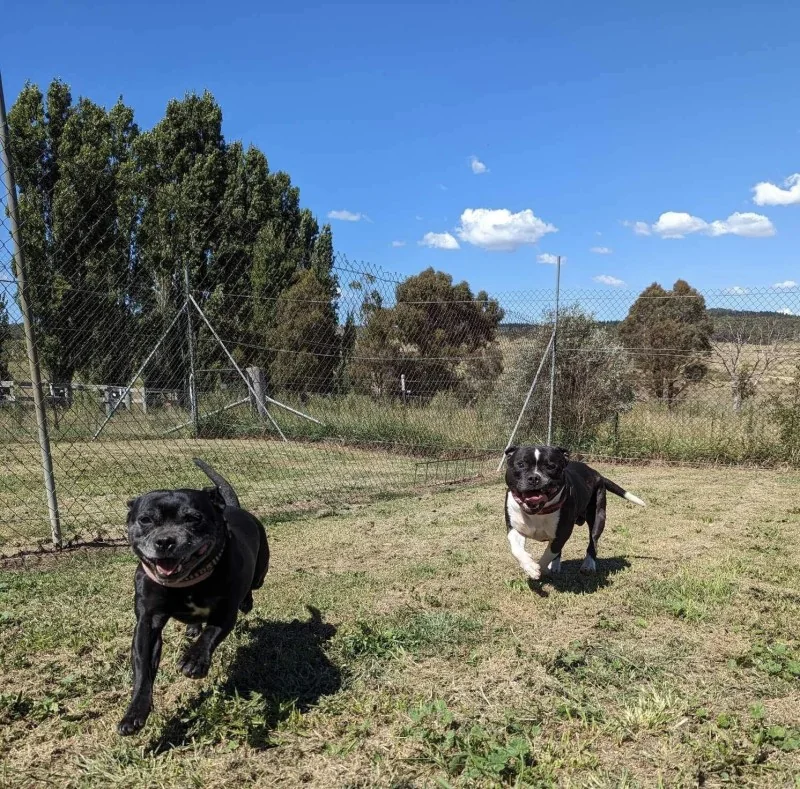 Two dogs running in a grass exercise yard