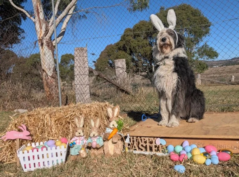 Dog wearing bunny ears at Easter