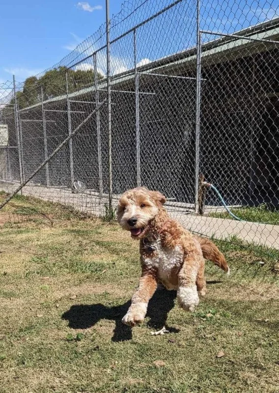 Dog in a boarding run