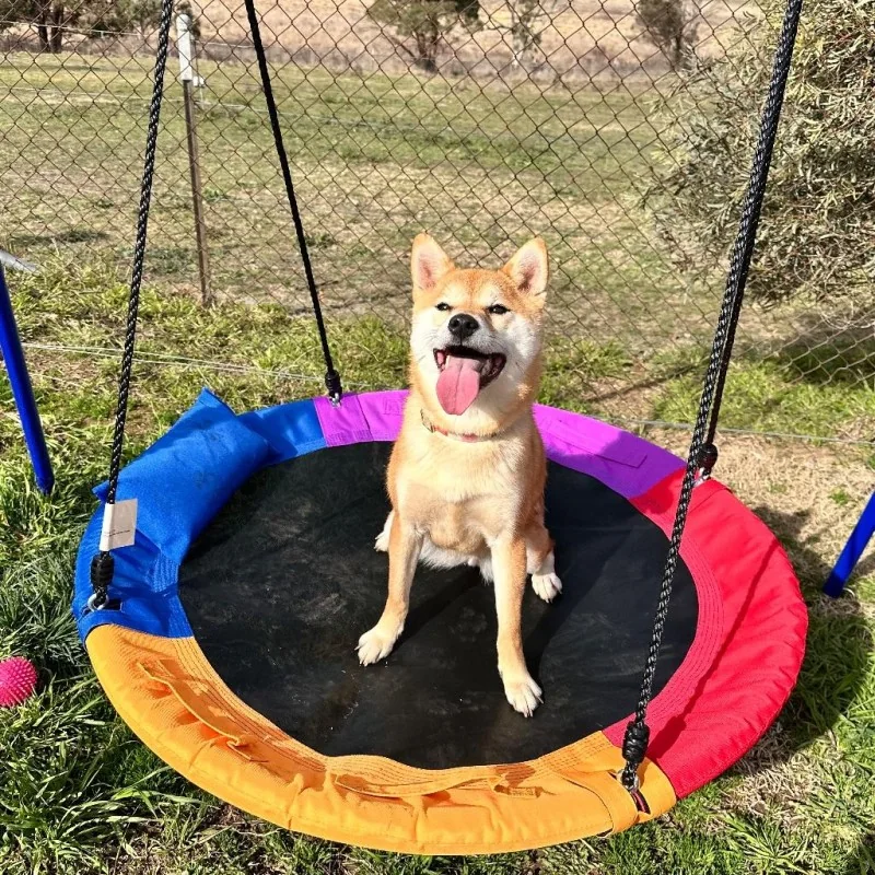 Dog sitting on a swing in the yard