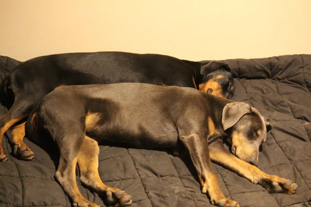 Two Dobermanns asleep together on the couch