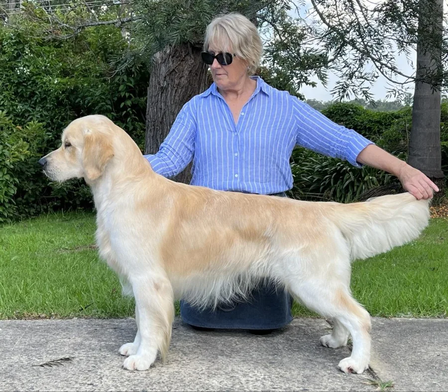 Chequers, Golden Retriever, standing for the judge