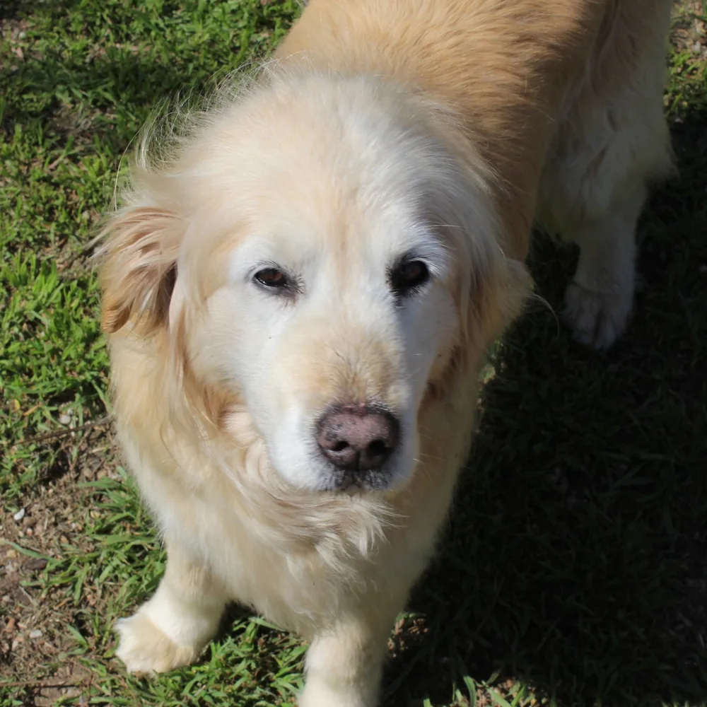 Golden Retriever looking at the camera