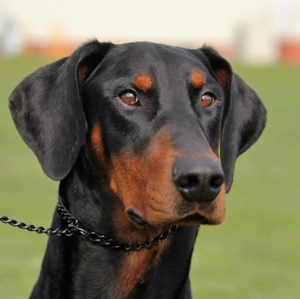 Head study of a Sonza Dobermann