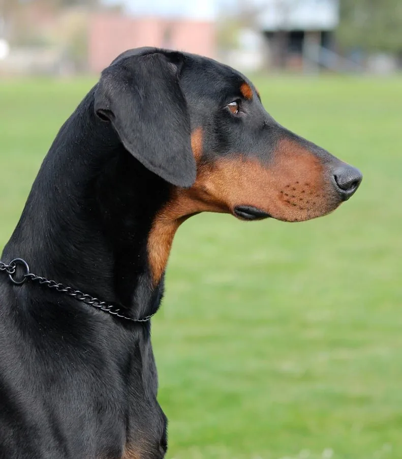 Dobermann in profile