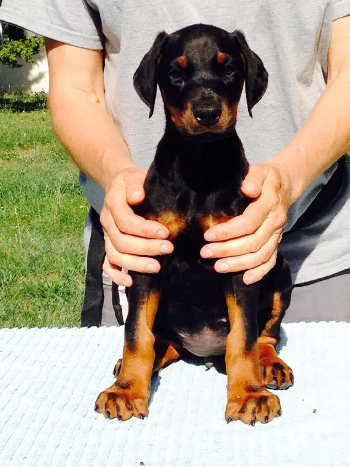 Dobermann puppy at eight weeks