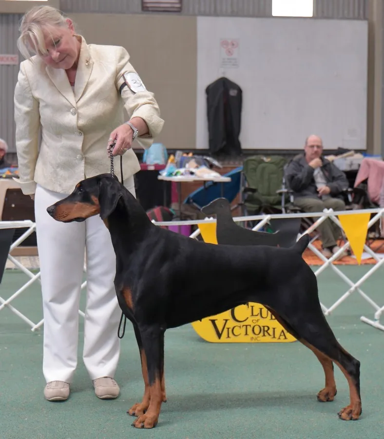 Dobermann being shown with a rosette
