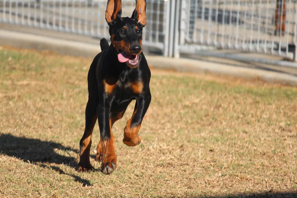 Dobermann running