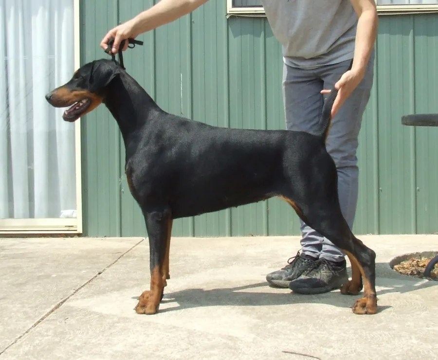 Dobermann standing for the judge