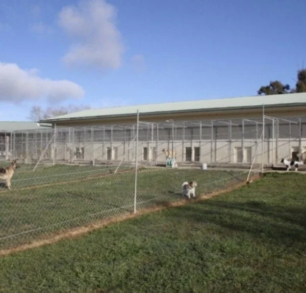 Kennel runs and exercise yards