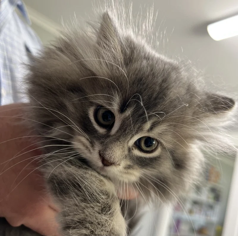A kitten being held at the Sonza clinic