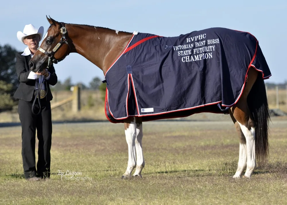 Sonza horse wearing a state futurity champion rug