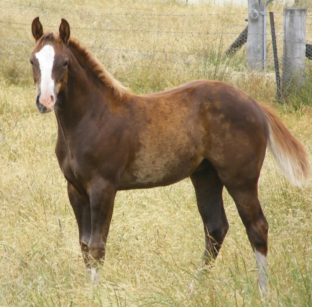 Paint foal standing in long grass
