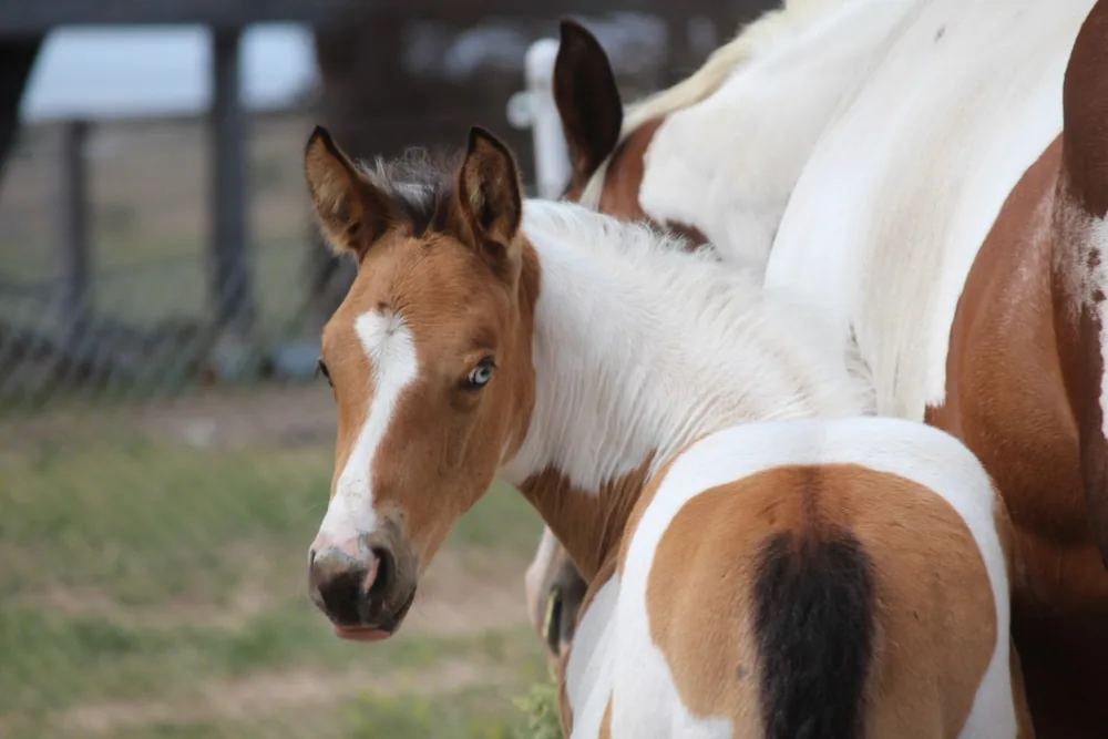 Foal beside the mare in the paddock at Sonza