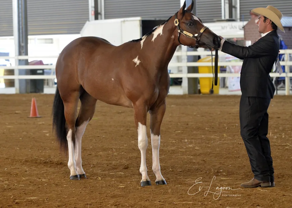Paint horse shown at halter