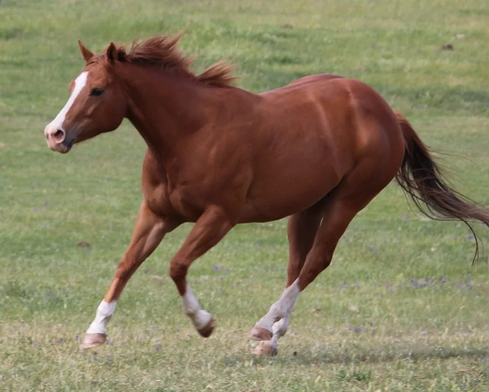 Paint horse cantering in the paddock