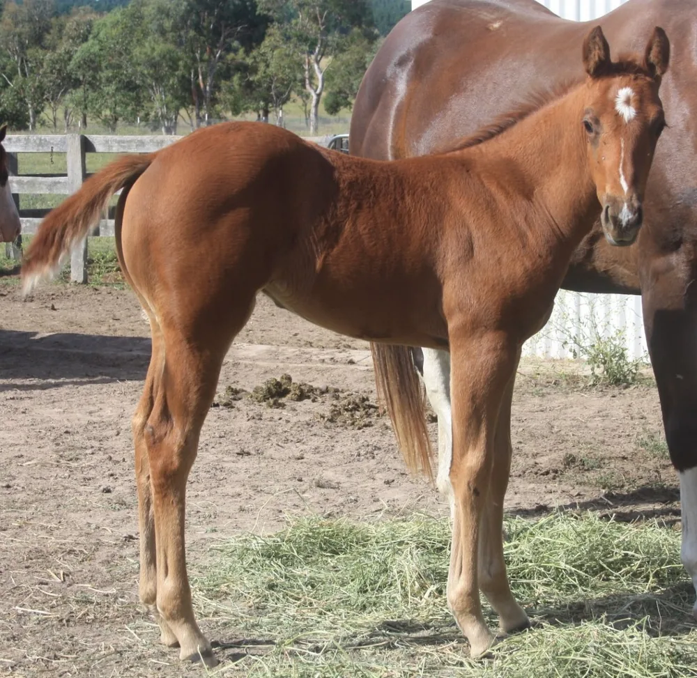Mare and foal together in the paddock at Sonza