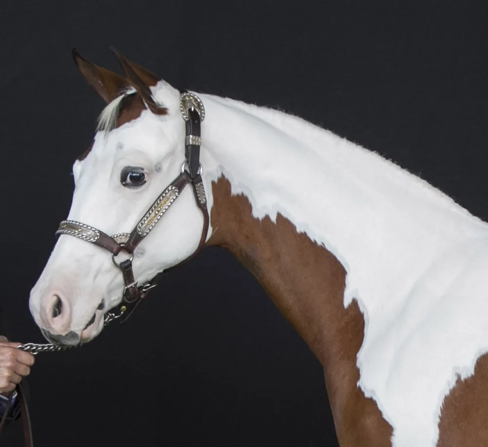 Head study of a Sonza Paint Horse