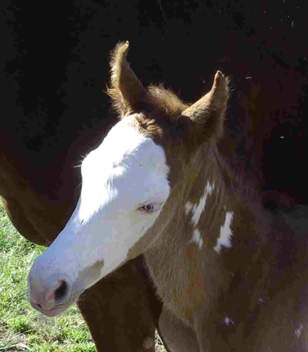 Head study of a young Sonza Paint Horse