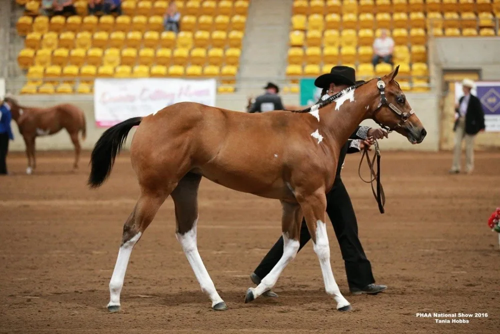 Rise To Stardom being shown at halter