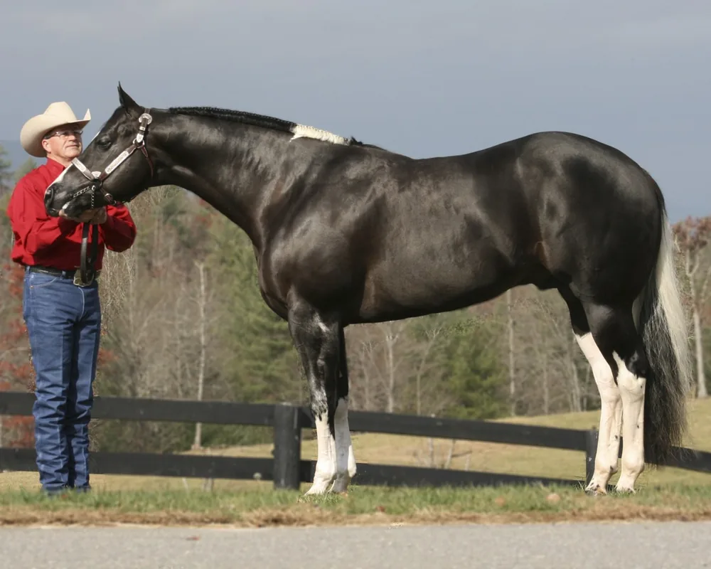 Tribune, black tobiano stallion