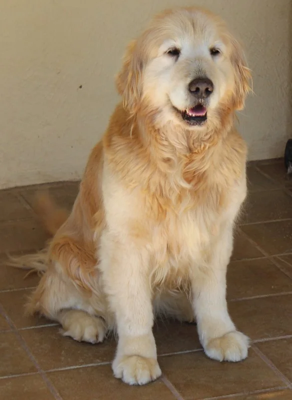 Golden retriever waiting in the Sonza clinic