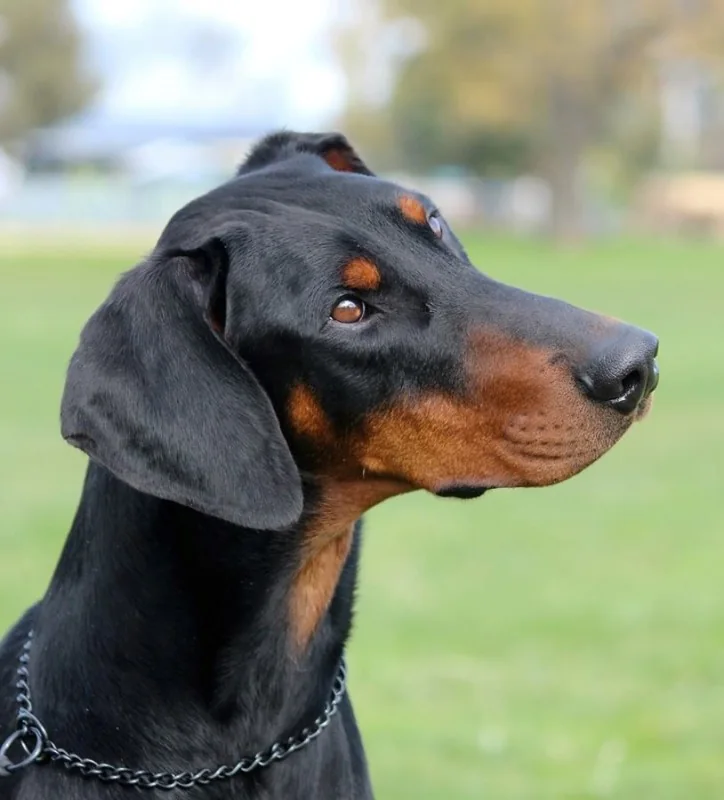 Dobermann from the Sonza breeding line