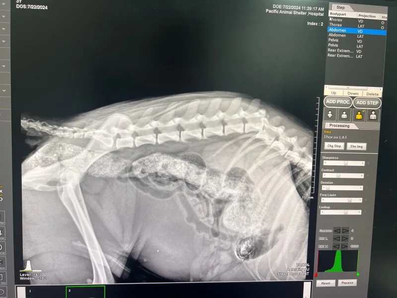 X-ray image on a screen in the Sonza lab